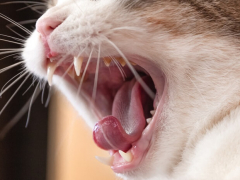 An image or visual representation of an oral tumor in a cat, highlighting the significance of early detection and veterinary intervention.