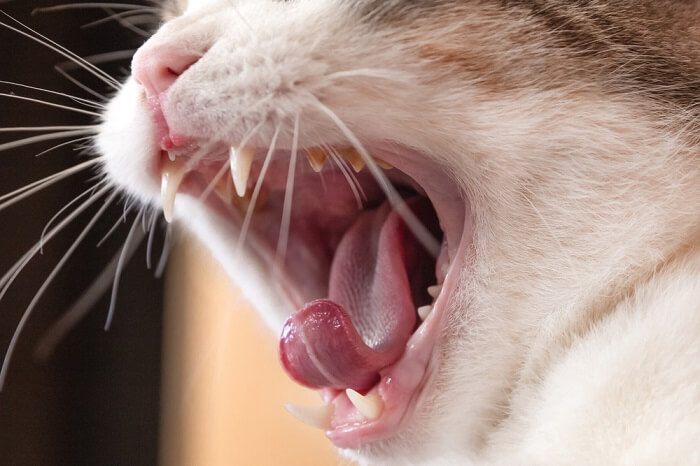 An image or visual representation of an oral tumor in a cat, highlighting the significance of early detection and veterinary intervention.