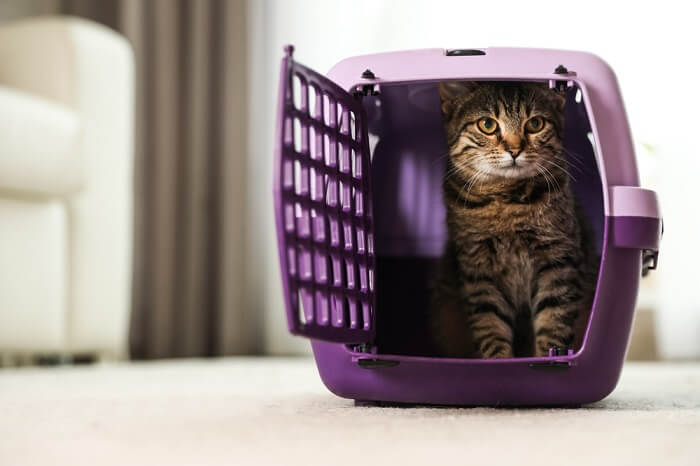 cat in a carrier
