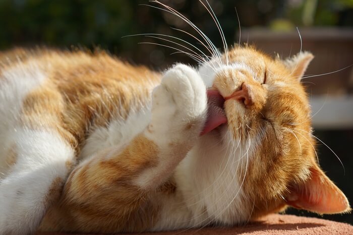 Cat lying on side and licking paw