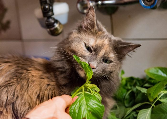 What Can Cats Eat? 36 Human Foods Cats Can Eat - And 8 They Can't! - Cats .com