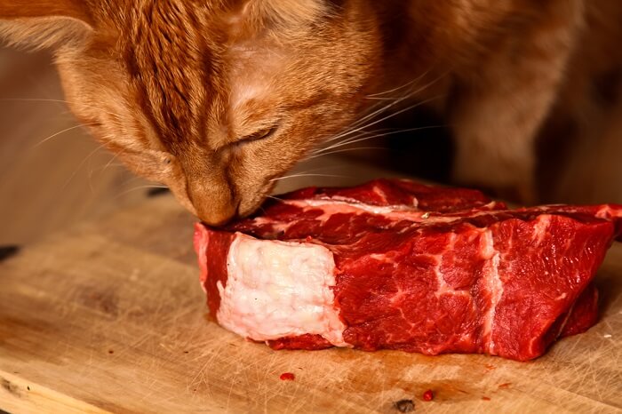 Focused cat showing great interest in a savory steak.