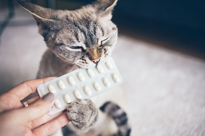 Cat biting a sheet of pills