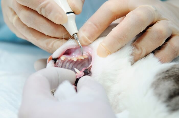 Oral examination of a cat