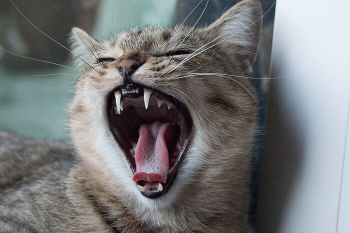 Cat opening mouth wide