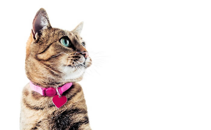 Best collar sale for outdoor cat