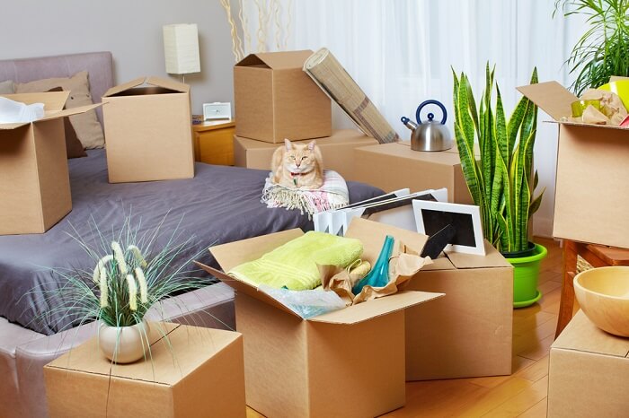 Cat sitting on a bed surrounded by boxes and plants