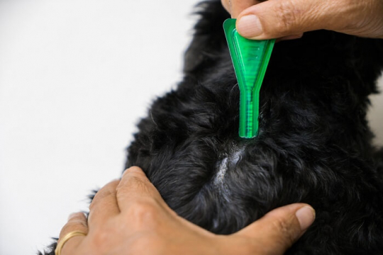 Image showcasing Flea And Tick Medication Poisoning In Cats: Causes, Symptoms ...