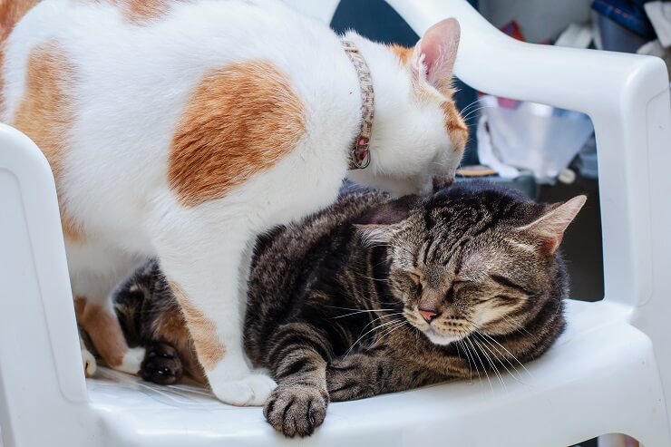 two cats grooming