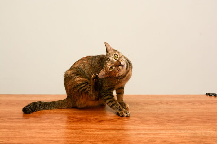 A cat appearing uncomfortable and scratching itself, possibly due to itching or skin irritation.