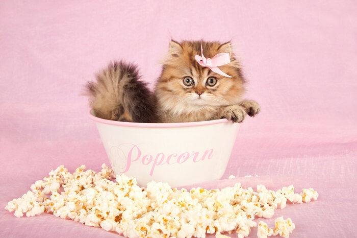 Adorable scene featuring a curious kitten investigating a bowl of popcorn. 