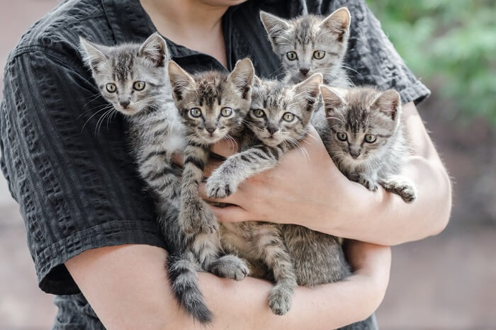 Person holding a litter of grey tabby kittens