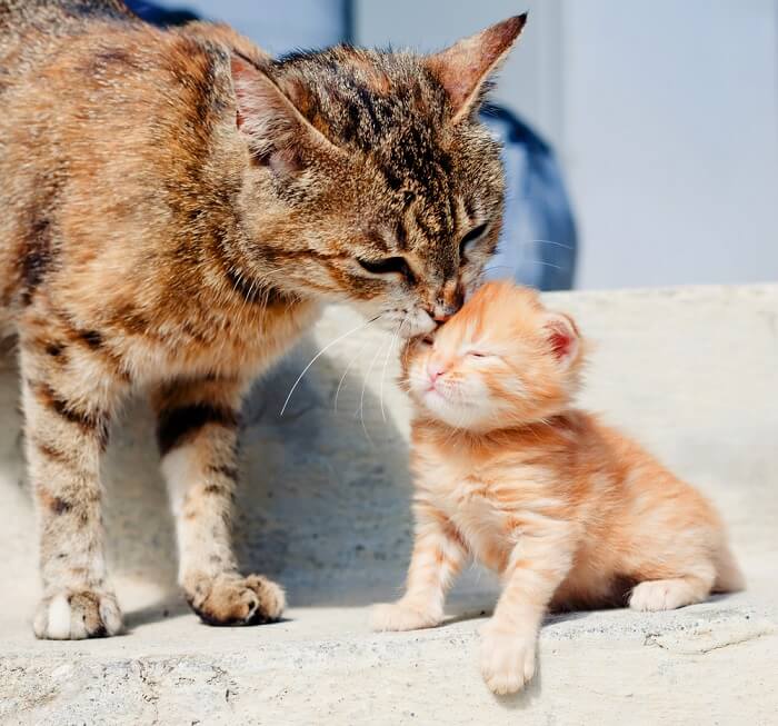 Adult cat licking a kitten
