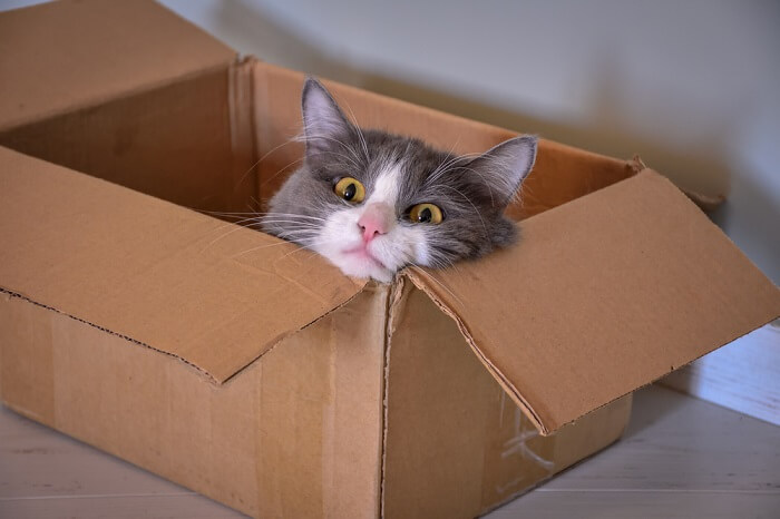 Moving with your cat featured image