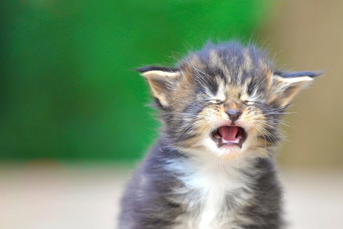 Small kitten with open mouth and folded ears