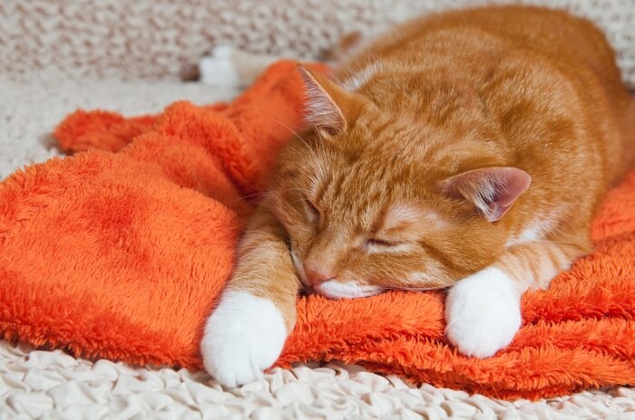 cat lying on orange towel