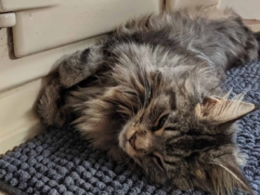 sick looking cat
