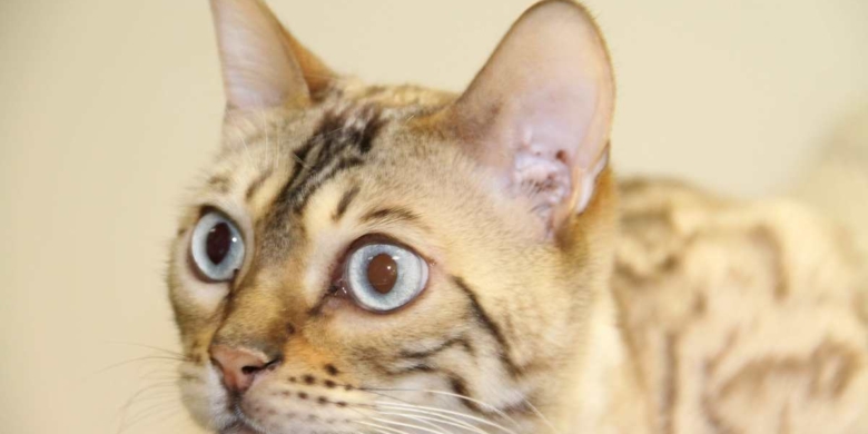 tabby cat with blue eyes