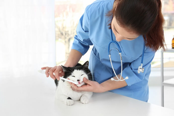 Treatment of oral tumours in cats