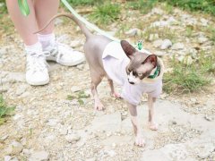 Pink Grey Spotted Sphynx Cat Outside On Leash