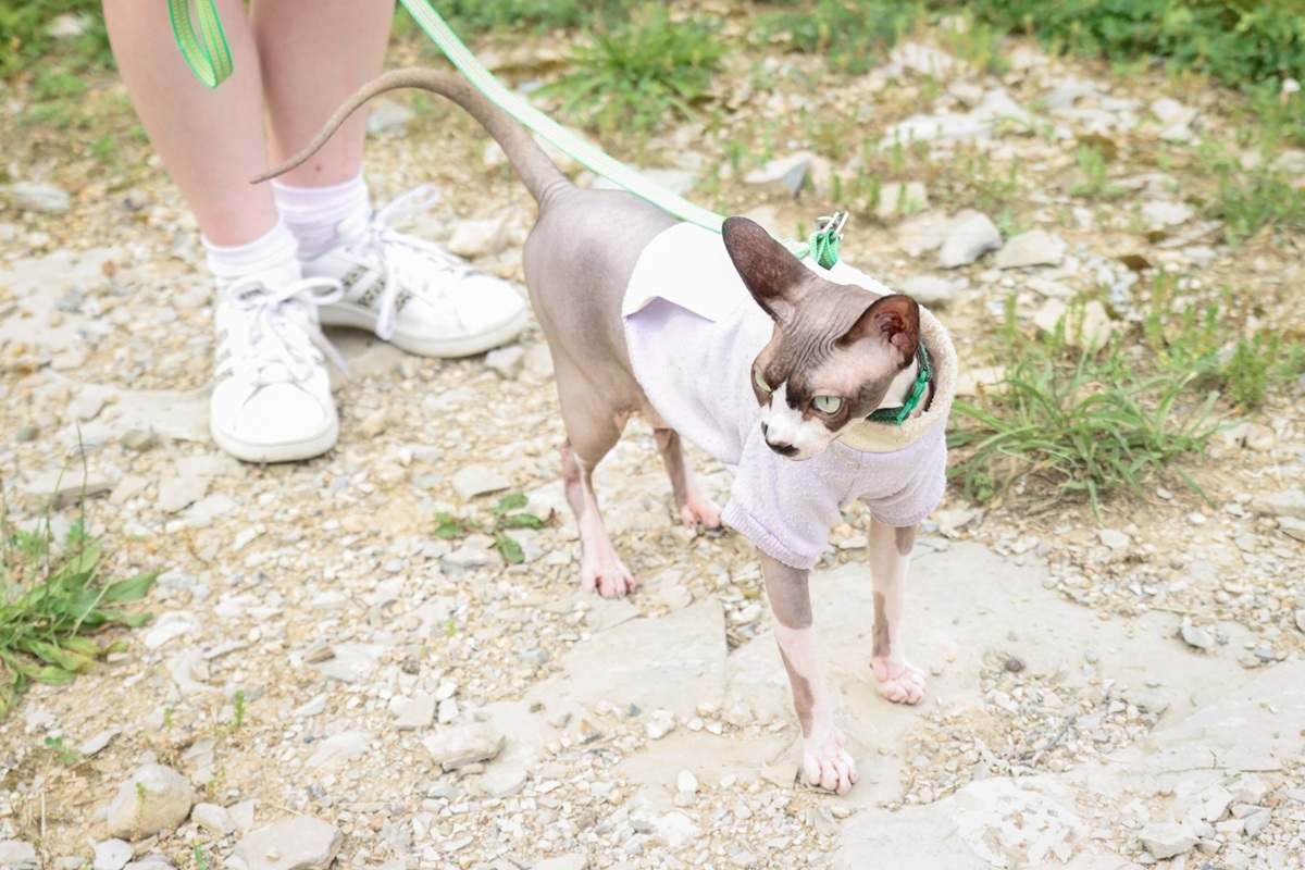 Pink Grey Spotted Sphynx Cat Outside On Leash