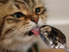 siberian cat eating from spoon