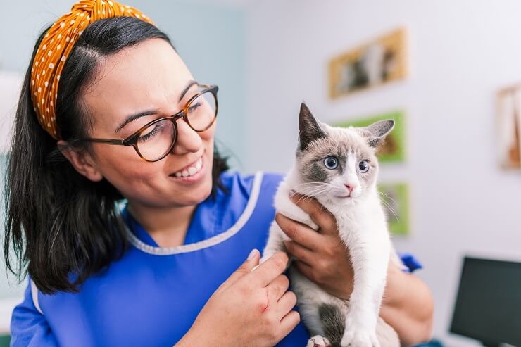 An image depicting a veterinarian providing care to a cat, showcasing the vital role of veterinary professionals in maintaining feline health.