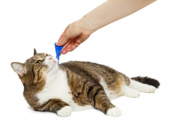 applying flea treatment to cat
