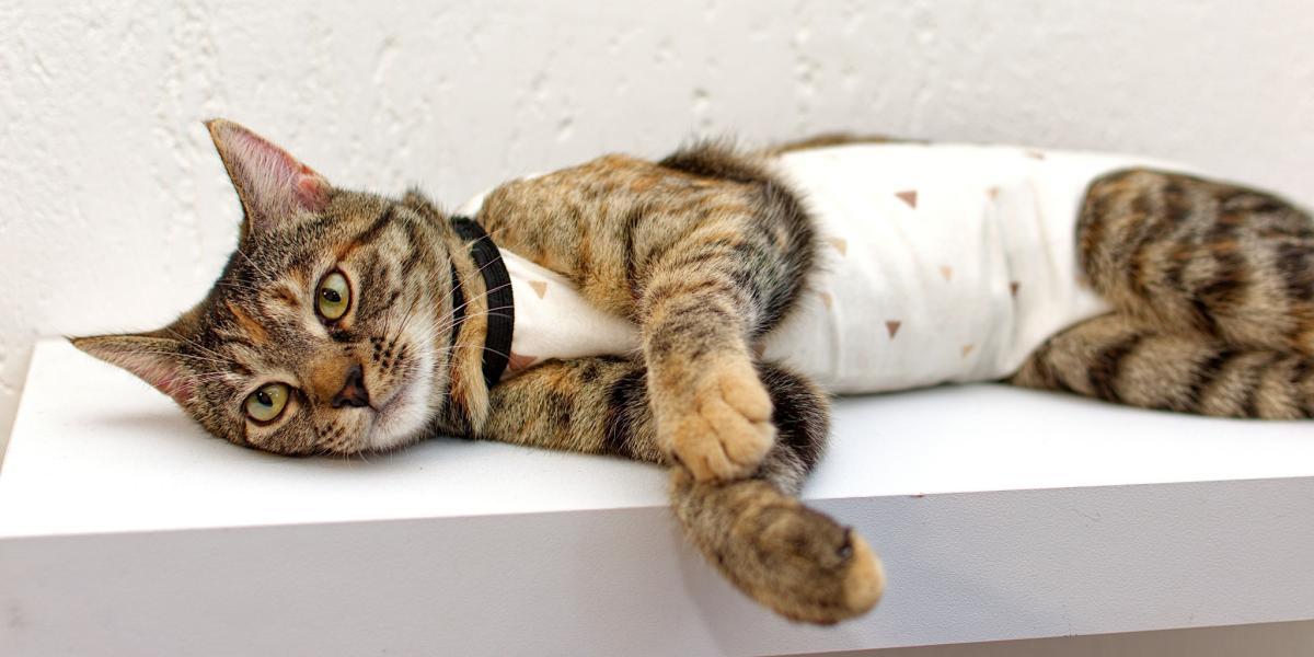 8 Tips To Stop a Cat From Spraying Cats