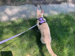 cat on leash cat on walk