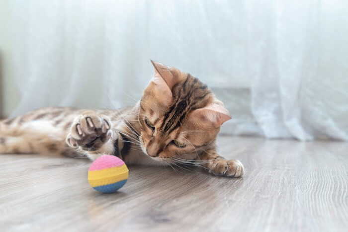 A joyful cat fully engrossed in play, swatting at a toy with keen focus and enthusiasm, illustrating the sheer delight and engagement that playtime brings to a cat's life.