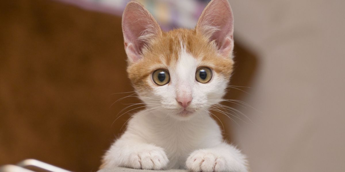 Charming kitten gazing directly at the camera with curiosity.