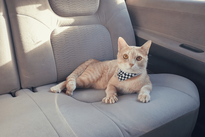 enfermedad del coche en gatos