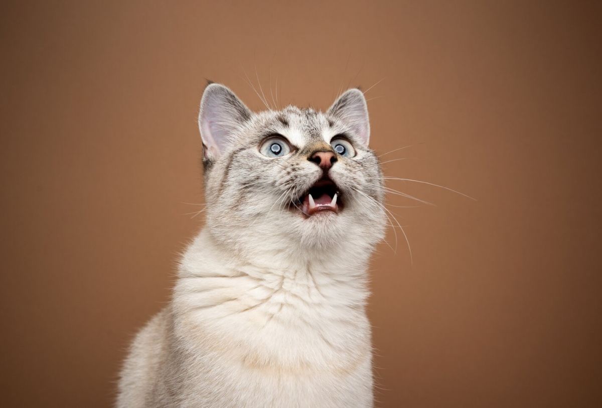 An image representing a cat engaging in the behavior known as 'chattering.'