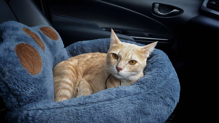 Image portraying a relaxed cat inside a car. 