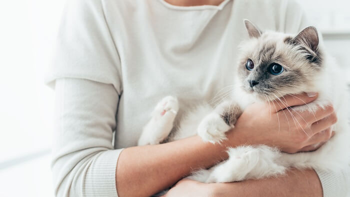 a women holding a fluffy white kitten