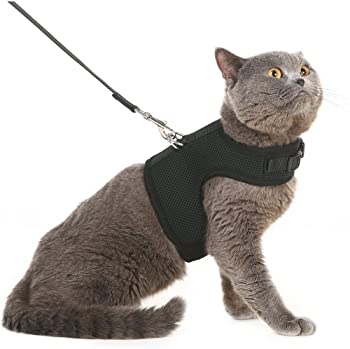 Best cat harness for hot sale walking