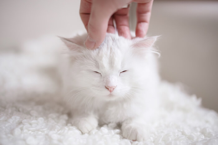 Acariciar a un gatito blanco
