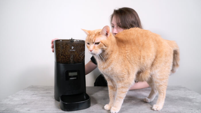 What did the cats think of the feeder