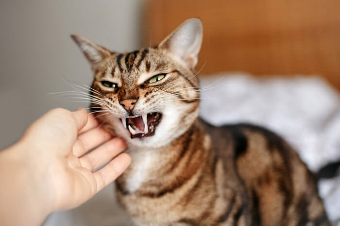 A cat displaying aggressive behavior, with raised fur, hissing, and an aggressive posture.