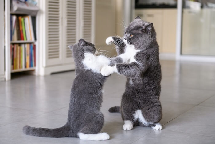 Two cats wrestling