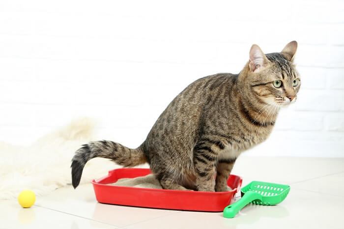  a cat comfortably situated inside a litter box, demonstrating proper litter box habits and cleanliness.