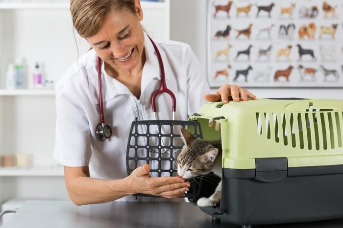 Veterinarian looking at a cat in a carrier
