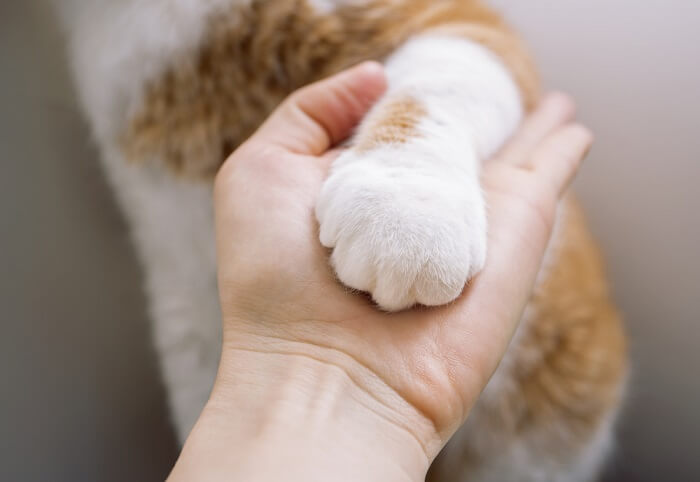 Cat paw in hand