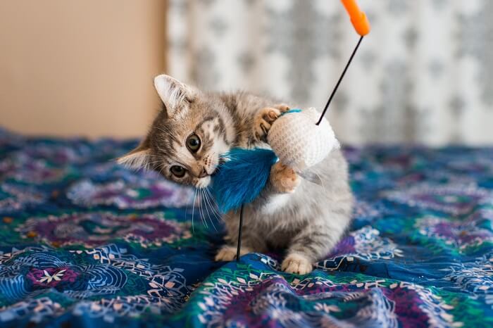Captivating image of a cat engrossed in play, highlighting its agility and joy while interacting with its surroundings.