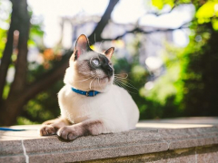 An image of a cat seated on a cemented fence, gazing thoughtfully into the distance.