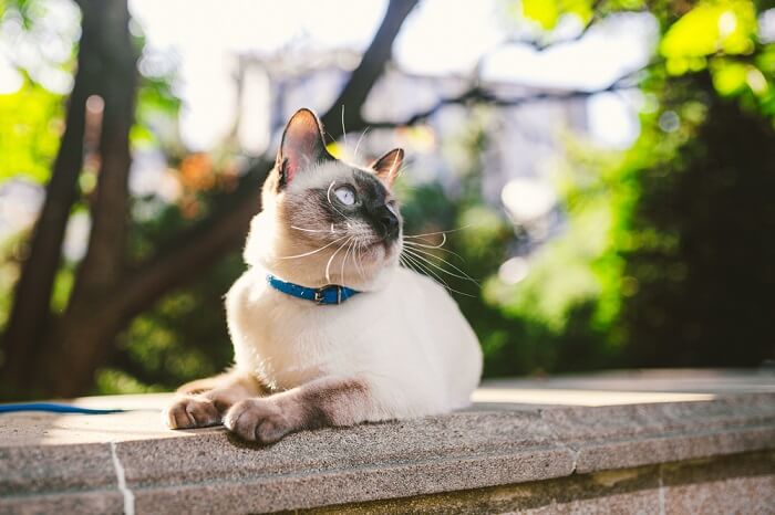 An image of a cat seated on a cemented fence, gazing thoughtfully into the distance.