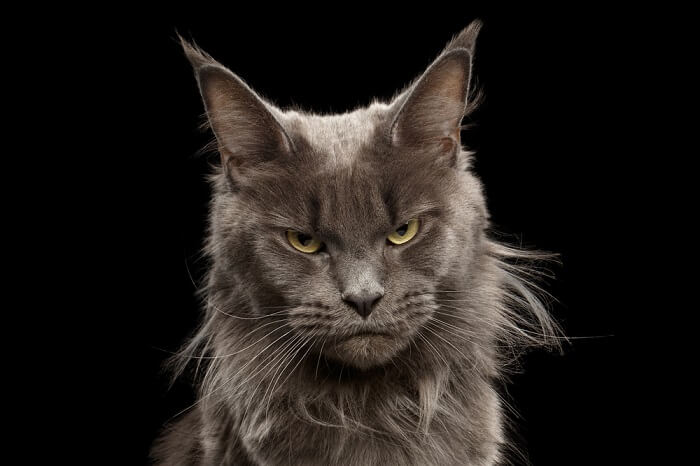 maine coon cat looking angry