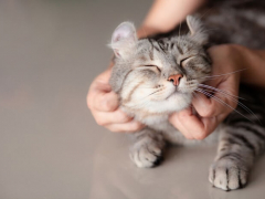 Image of a person petting a cat.