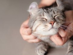 Image of a person petting a cat.